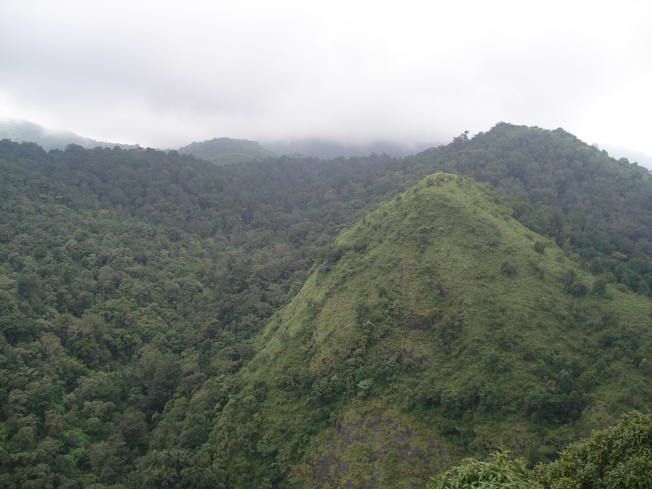 Silent Valley Tropical Rainforest and Dense Canopy