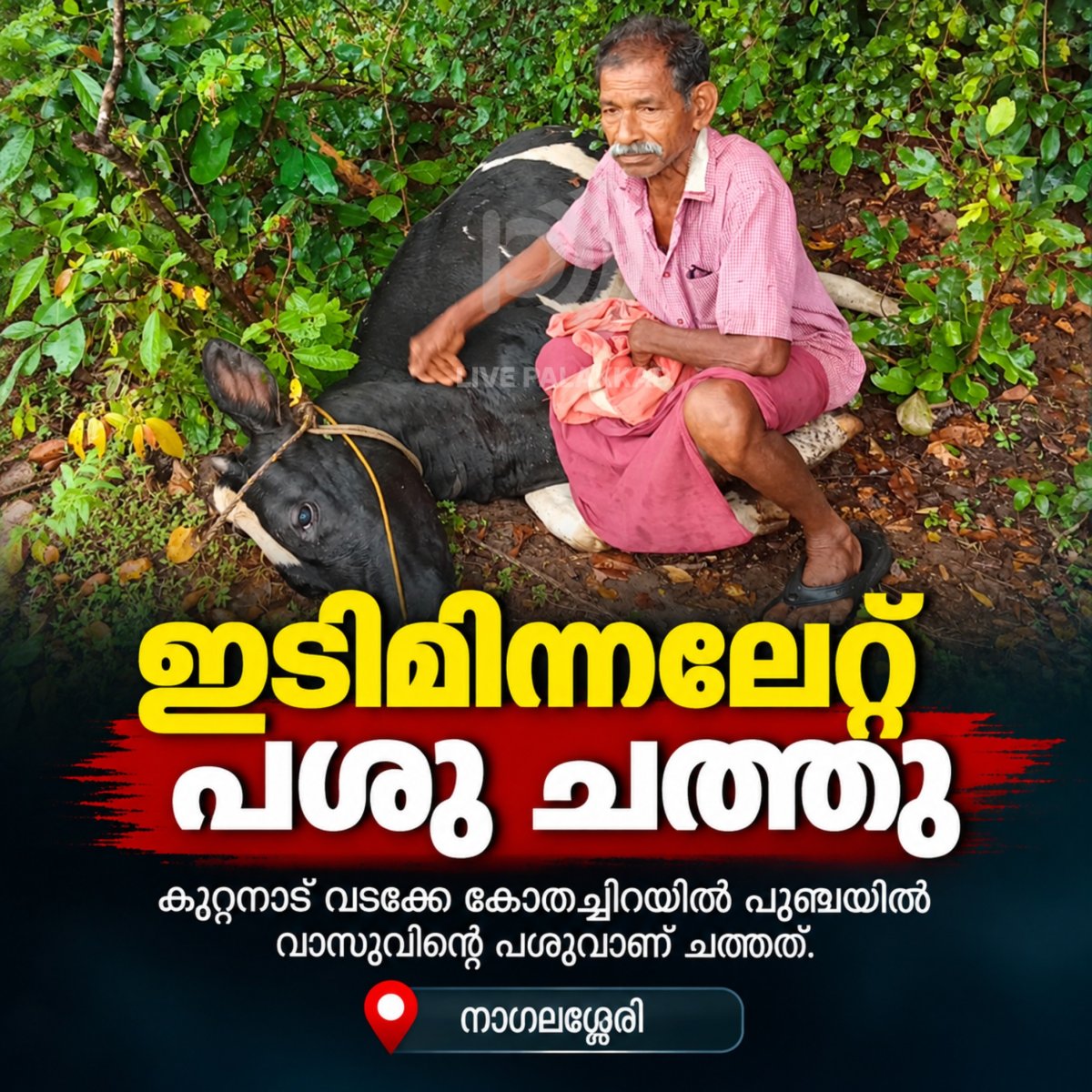 പാലക്കാട് നാഗലശ്ശേരിയിൽ ഇടിമിന്നലേറ്റ് പശു ചത്തു
