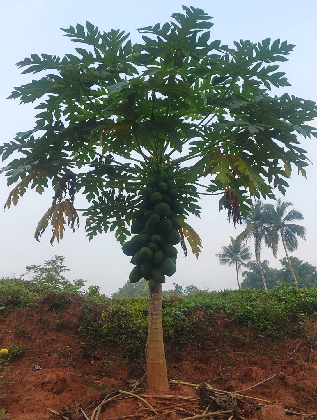 Kunjan papaya